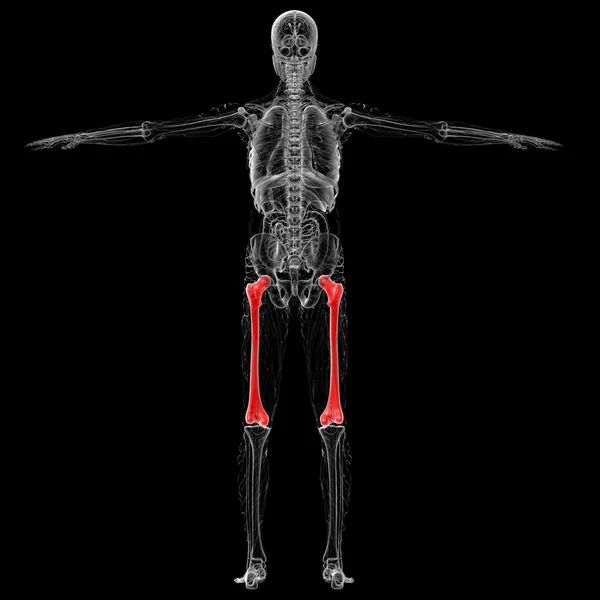 대 퇴 골 뼈의 3 차원 렌더링 의료 일러스트 — 스톡 사진