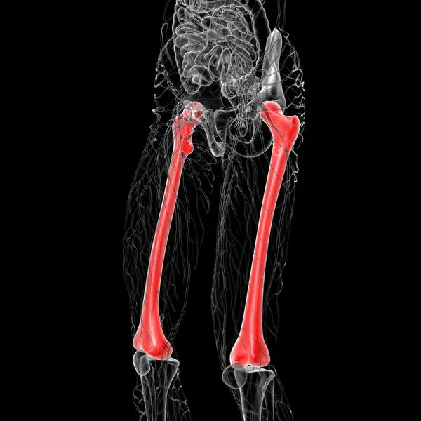 3d rendere illustrazione medica dell'osso del femore — Foto Stock