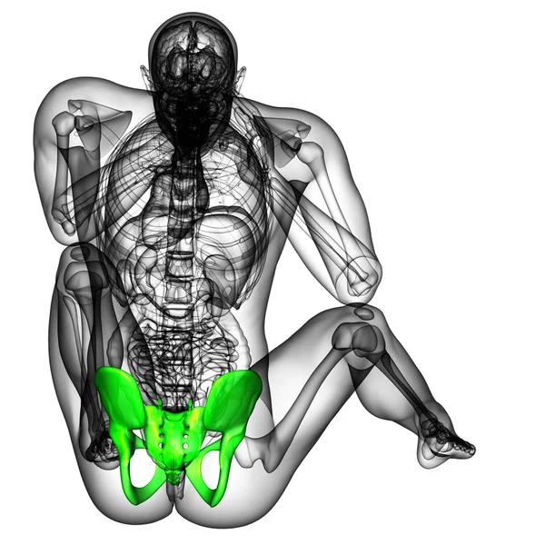 3D orvosi illusztráció a csípő csont — Stock Fotó