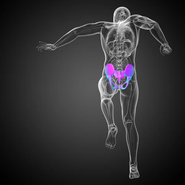 3D ilustracja medyczna kości miednicy — Zdjęcie stockowe