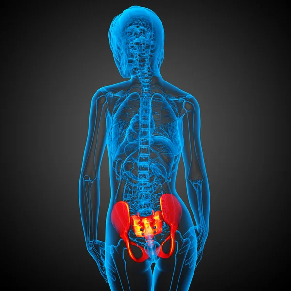 3D medical illustration of the pelvis bone — Stock Photo, Image