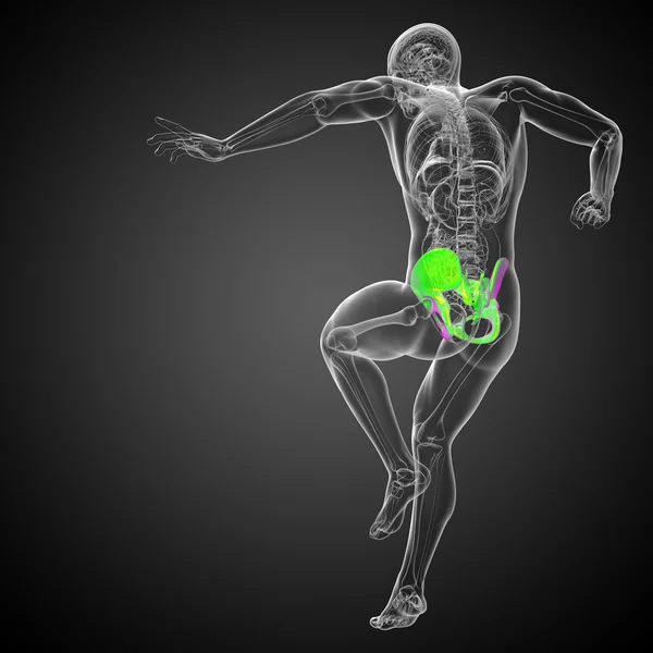 Illustrazione medica 3D dell'osso pelvico — Foto Stock