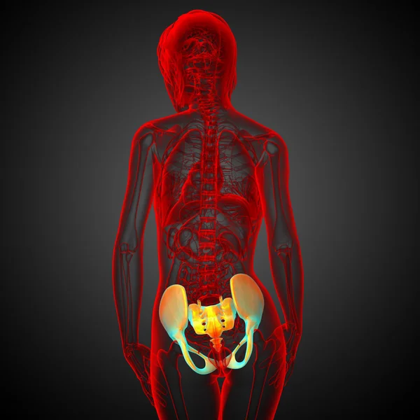 3D medical illustration of the pelvis bone