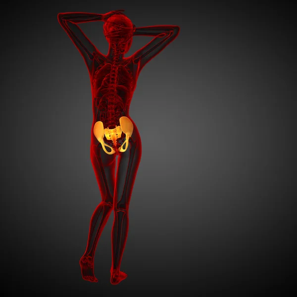 3D medicinsk illustration av bäckenbenet — Stockfoto