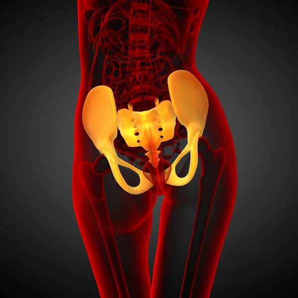 3D medical illustration of the pelvis bone — Stock Photo, Image