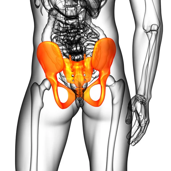 Illustrazione medica 3D dell'osso pelvico — Foto Stock