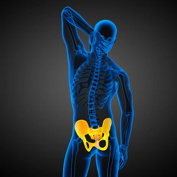 3D-medisinsk illustrasjon av bekkenbein – stockfoto