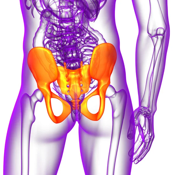 Ilustração médica 3D do osso da pelve — Fotografia de Stock