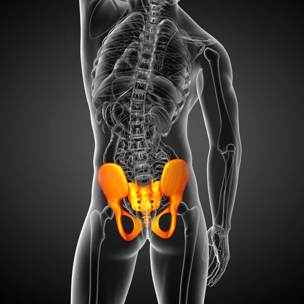 骨盆骨三维医疗图 — 图库照片