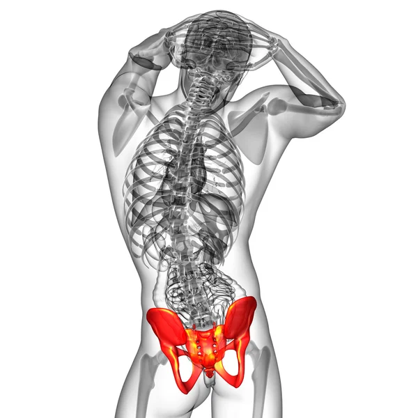 3D lékařská ilustrace pánevní kosti — Stock fotografie
