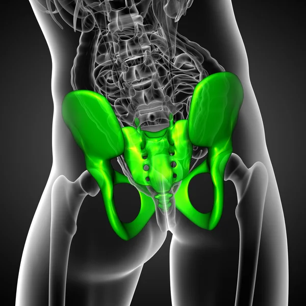 Illustrazione medica 3D dell'osso pelvico — Foto Stock