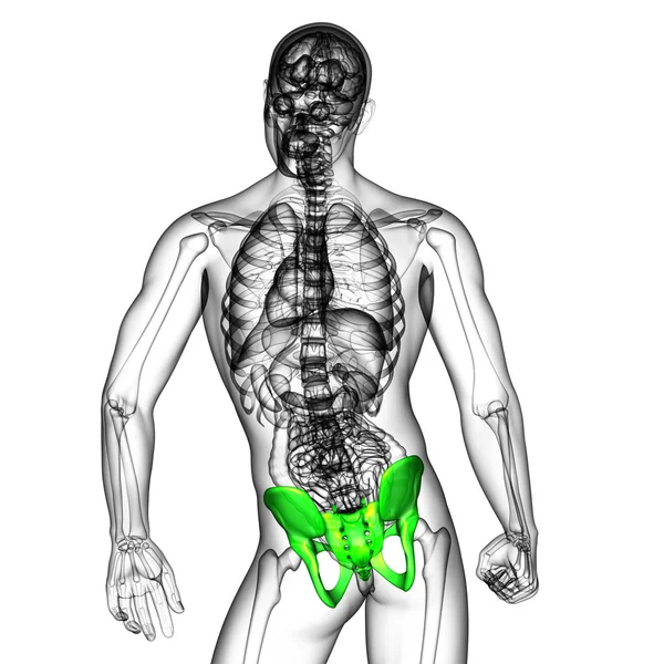 Ilustración médica 3D del hueso de la pelvis — Foto de Stock