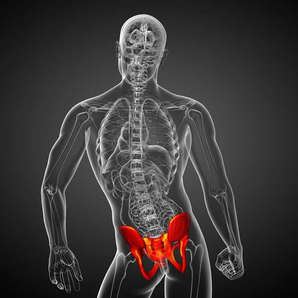 3D medicinsk illustration av bäckenbenet — Stockfoto