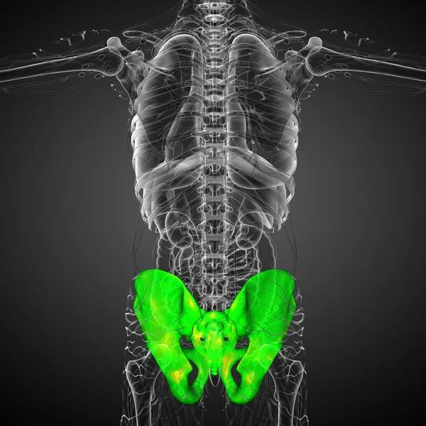 Ilustración médica 3D del hueso de la pelvis —  Fotos de Stock