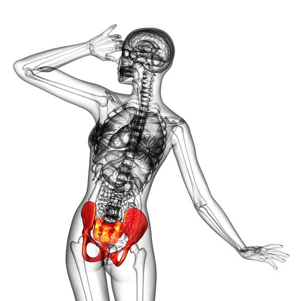 3D medical illustration of the pelvis bone — Stock Photo, Image