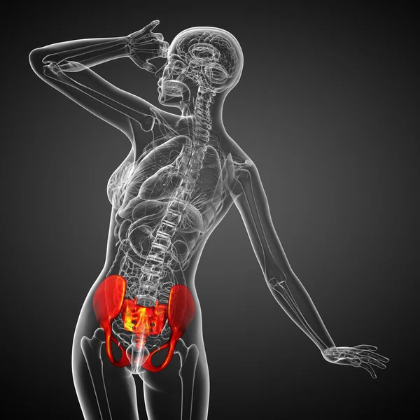 Ilustração médica 3D do osso da pelve — Fotografia de Stock