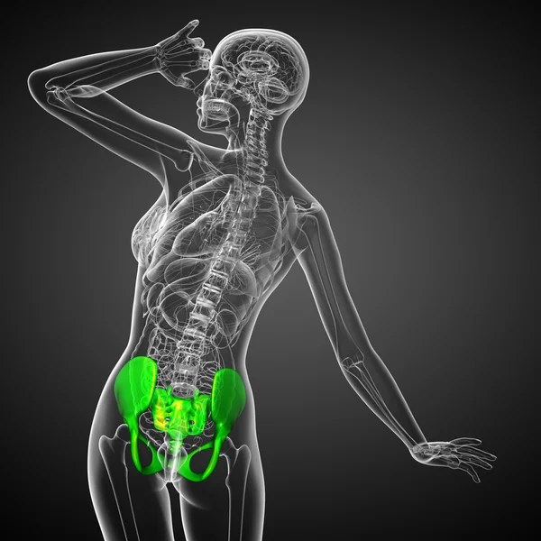 3D medicinsk illustration av bäckenbenet — Stockfoto