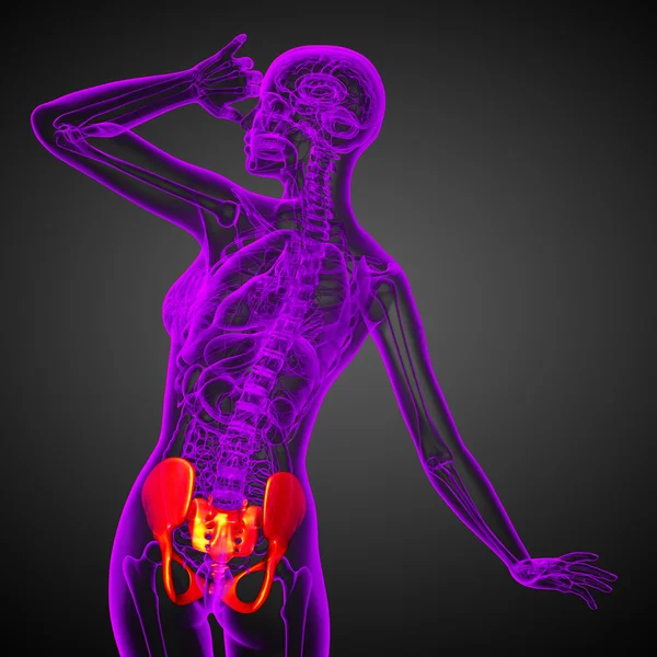 Ilustración médica 3D del hueso de la pelvis —  Fotos de Stock