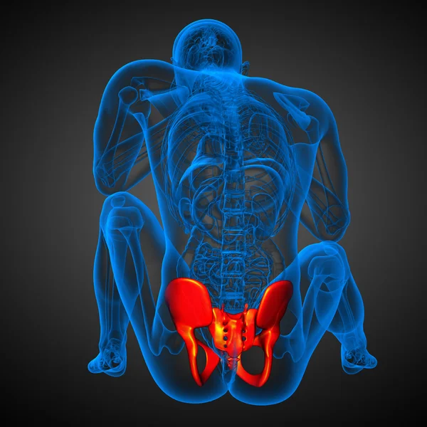3D ilustracja medyczna kości miednicy — Zdjęcie stockowe