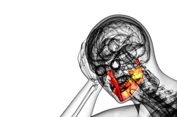 3d 渲染的图-下颚骨 — 图库照片