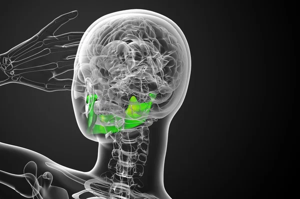 Illustrazione resa 3d - osso della mascella — Foto Stock