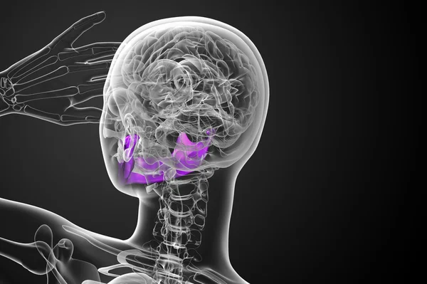 3D-s renderelt illusztráció - állkapocs csont — Stock Fotó