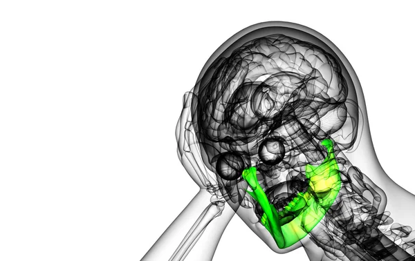 3d 渲染的图-下颚骨 — 图库照片