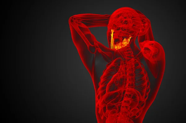 3D vykreslená ilustrace - čelist kost — Stock fotografie