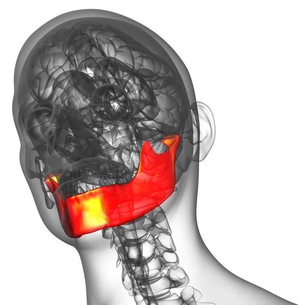 Ilustração renderizada 3d - osso da mandíbula — Fotografia de Stock