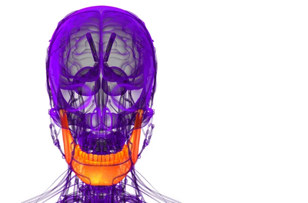 Illustrazione resa 3d - osso della mascella — Foto Stock