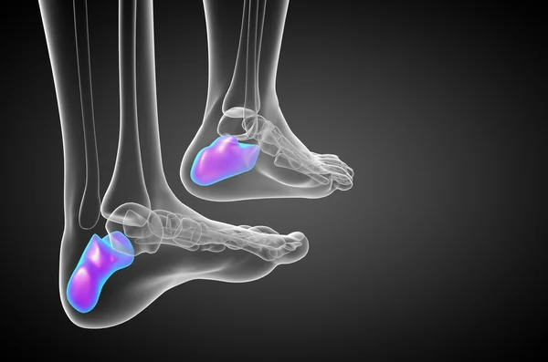 3d візуалізація медичної ілюстрації п'яткової кістки — стокове фото