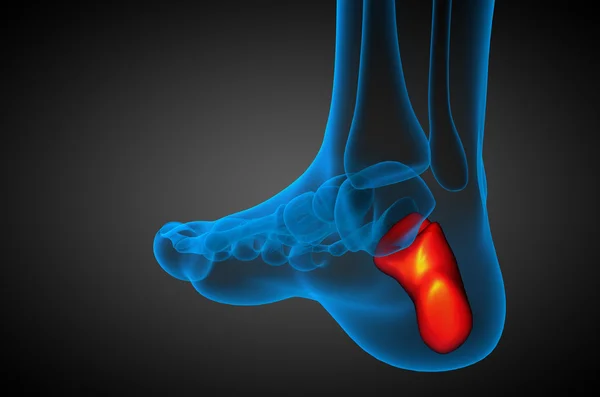 踵骨の 3 d レンダリングの医療イラスト — ストック写真
