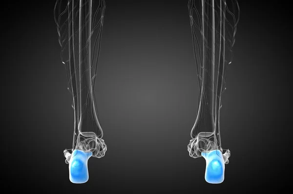 3d 渲染医学插图的跟骨的骨 — 图库照片