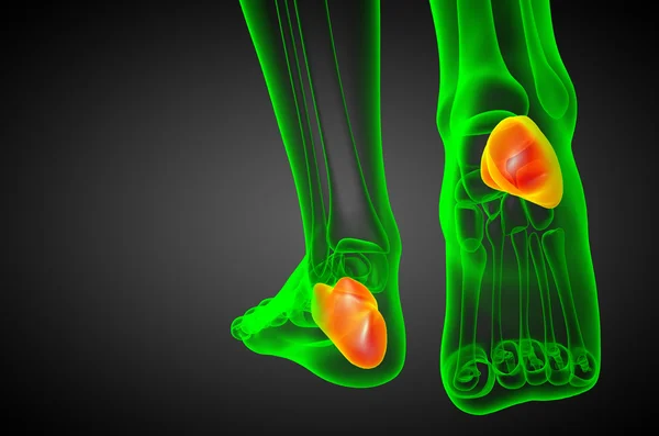 3d 渲染医学插图的跟骨的骨 — 图库照片