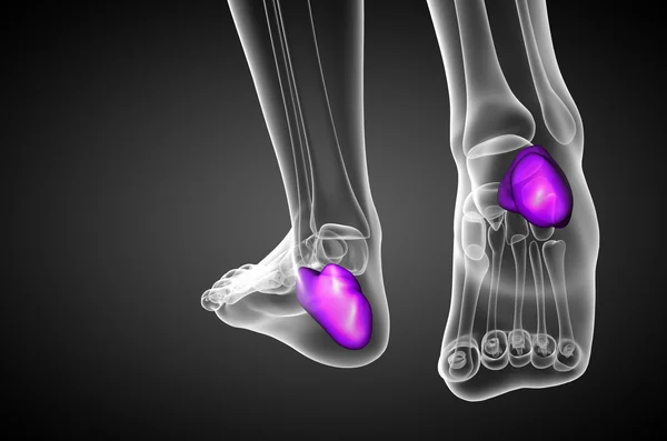 3d render medical illustration of the calcaneus bone — Stock Photo, Image