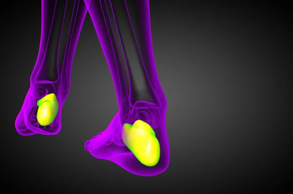 3d визуализировать медицинскую иллюстрацию пяточной кости — стоковое фото