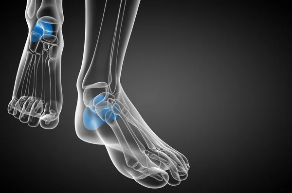 3D render Medikal illüstrasyon calcaneus kemik — Stok fotoğraf