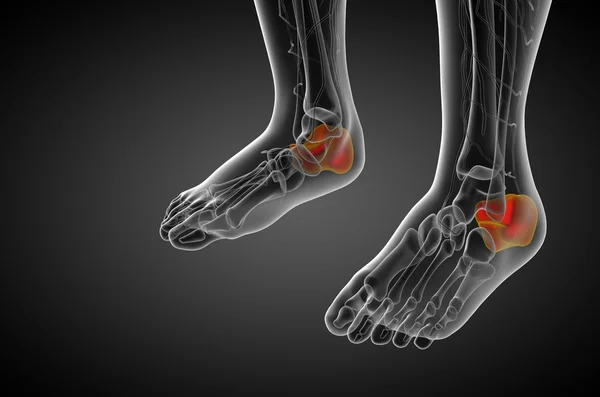 3D render Medikal illüstrasyon calcaneus kemik — Stok fotoğraf