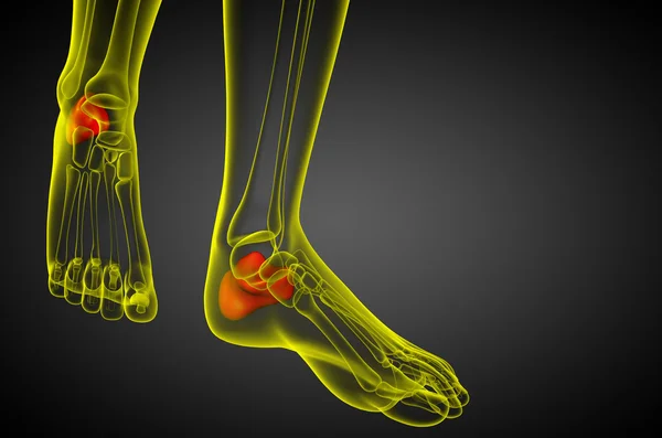 3D render Medikal illüstrasyon calcaneus kemik — Stok fotoğraf