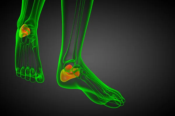 3d render medical illustration of the calcaneus bone — Stock Photo, Image