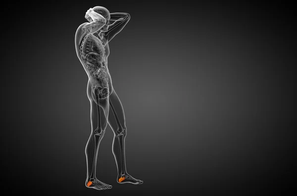 3D vykreslení lékařské ilustrace kosti patní kosti — Stock fotografie
