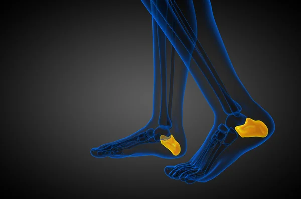 3D göra medicinsk illustration av calcaneus ben — Stockfoto