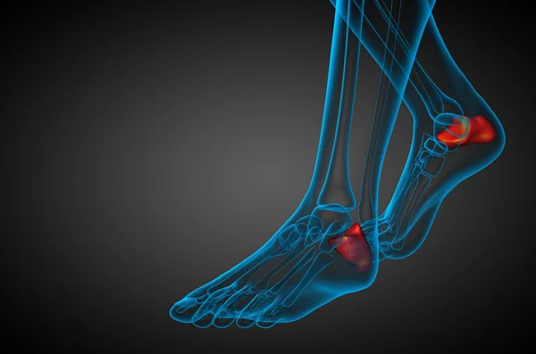 3d 渲染医学插图的跟骨的骨 — 图库照片