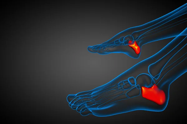 3d 渲染医学插图的跟骨的骨 — 图库照片