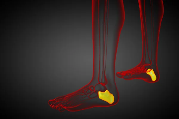 3D render orvosi illusztráció calcaneus csont — Stock Fotó