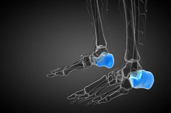 3d rendere illustrazione medica dell'osso calcaneo — Foto Stock
