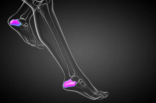 3d 渲染医学插图的跟骨的骨 — 图库照片