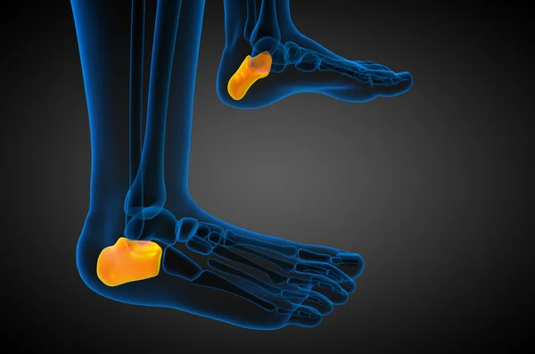 3D göra medicinsk illustration av calcaneus ben — Stockfoto