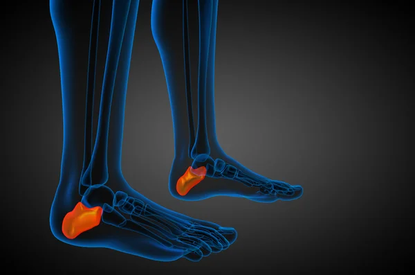 3D render orvosi illusztráció calcaneus csont — Stock Fotó