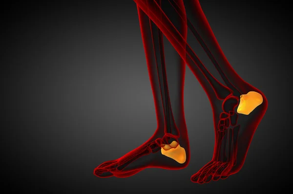 3d визуализировать медицинскую иллюстрацию пяточной кости — стоковое фото